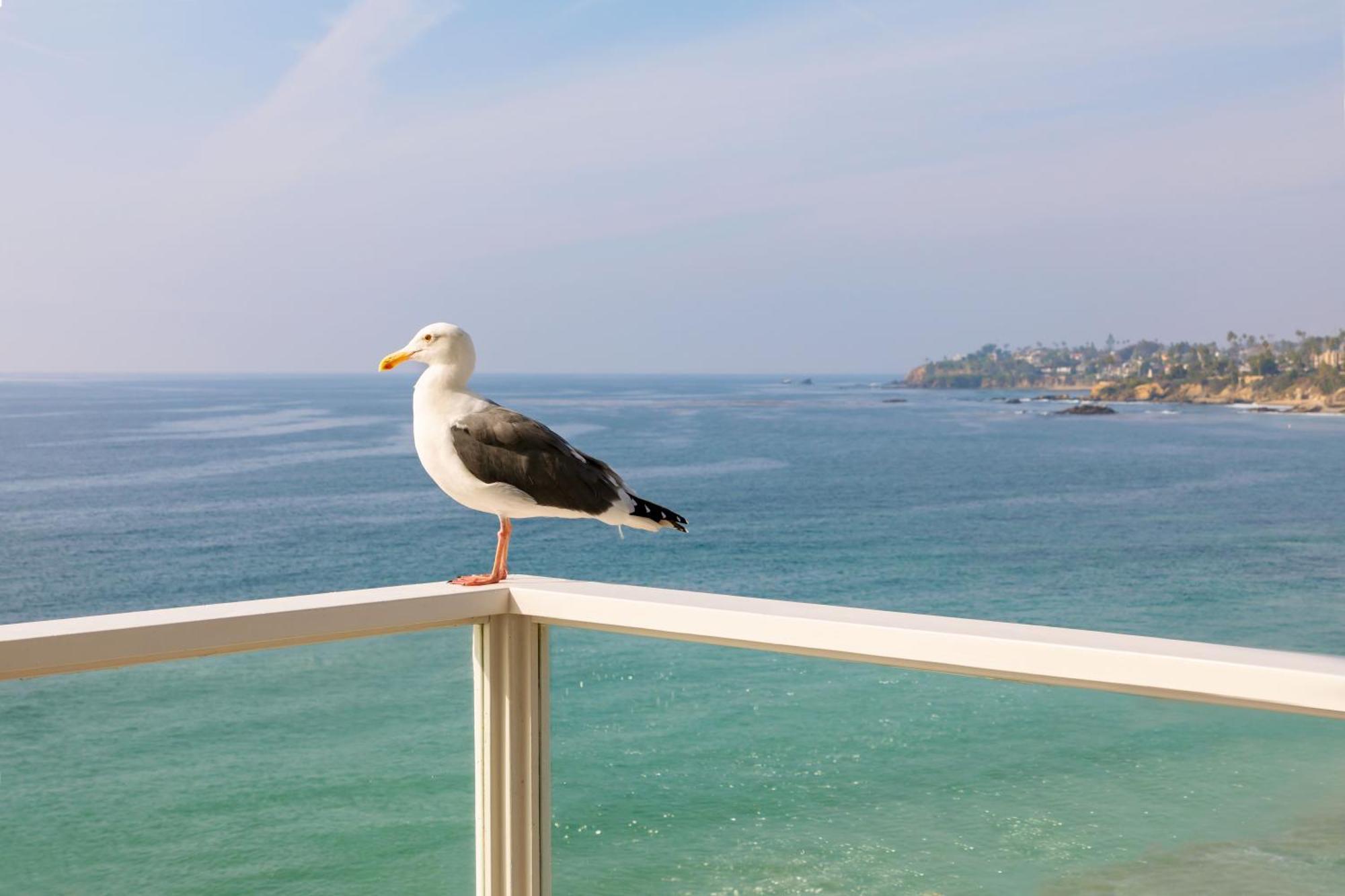Pacific Edge Hotel Лагуна Бийч Екстериор снимка